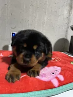 Boca, a female Rottweiler for sale in Elgin, IL – 8 of 10