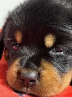 Fiona, a female Rottweiler for sale in Elgin, IL – 6 of 10
