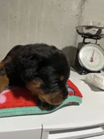 Bessie, a female Rottweiler for sale in Elgin, IL – 3 of 10
