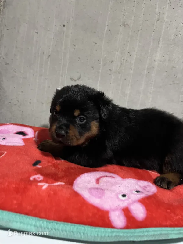 Jazmeen  – Rottweiler puppy for sale in Elgin, IL