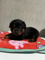 Jazmeen , a female Rottweiler for sale in Elgin, IL – 2 of 5