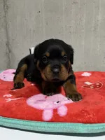 Sunni, a female Rottweiler for sale in Elgin, IL – 2 of 5