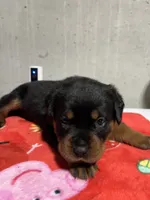 Bessie, a female Rottweiler for sale in Elgin, IL – 6 of 10