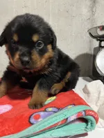 Paulie , a male Rottweiler for sale in Elgin, IL – 4 of 8