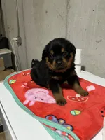 Paulie , a male Rottweiler for sale in Elgin, IL – 8 of 8