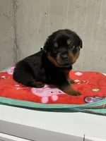 Paulie , a male Rottweiler for sale in Elgin, IL – 3 of 8