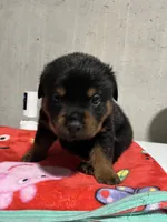 Jazmeen , a female Rottweiler for sale in Elgin, IL – 3 of 5