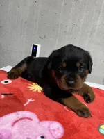 Bessie, a female Rottweiler for sale in Elgin, IL – 5 of 10