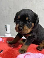 Sunni, a female Rottweiler for sale in Elgin, IL – 3 of 5