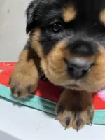 Boca, a female Rottweiler for sale in Elgin, IL – 5 of 10