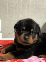 Fiona, a female Rottweiler for sale in Elgin, IL – 2 of 10
