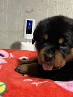 Fiona, a female Rottweiler for sale in Elgin, IL – 3 of 10