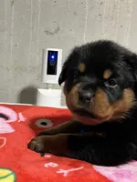 Fiona, a female Rottweiler for sale in Elgin, IL – 5 of 10