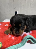 Bessie, a female Rottweiler for sale in Elgin, IL – 7 of 10