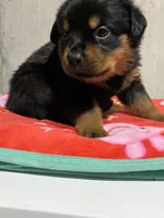 Paulie , a male Rottweiler for sale in Elgin, IL – 1 of 8