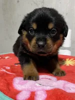Paulie , a male Rottweiler for sale in Elgin, IL – 5 of 8