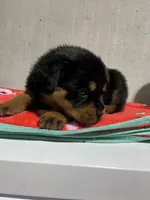 Boca, a female Rottweiler for sale in Elgin, IL – 4 of 10