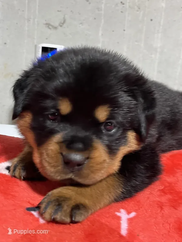 Boca – Rottweiler puppy for sale in Elgin, IL