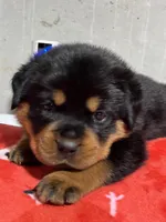 Boca, a female Rottweiler for sale in Elgin, IL – 1 of 10