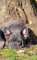 Blue, a male French Bulldog for sale in Springfield, OR – Photo 4 of 6