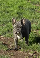 Blue, a male French Bulldog for sale in Springfield, OR – Photo 5 of 6