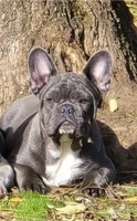 Blue, a male French Bulldog for sale in Springfield, OR – Photo 3 of 6