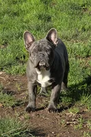 Blue, a male French Bulldog for sale in Springfield, OR – Photo 1 of 6