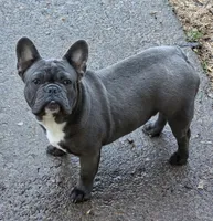Blue, a male French Bulldog for sale in Springfield, OR – Photo 2 of 6