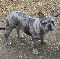 Tank, a male French Bulldog for sale in Springfield, OR – Photo 1 of 4