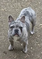 Tank, a male French Bulldog for sale in Springfield, OR – Photo 4 of 4