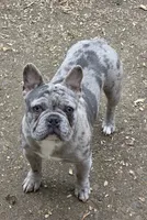 Tank, a male French Bulldog for sale in Springfield, OR – Photo 3 of 4