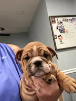 Rosie , a female English Bulldog for sale in Franklinville, NJ – 4 of 5