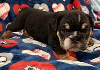 Ace, a male English Bulldog for sale in Franklinville, NJ – 2 of 4