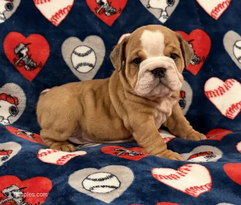 Spud – English Bulldog puppy for sale in Franklinville, NJ