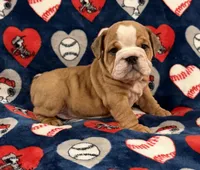 Spud, a male English Bulldog for sale in Franklinville, NJ – 1 of 1