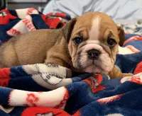 Rosie , a female English Bulldog for sale in Franklinville, NJ – 2 of 5