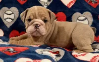 Bella, a female English Bulldog for sale in Franklinville, NJ – 1 of 2