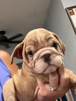 Squirt, a female English Bulldog for sale in Franklinville, NJ – 3 of 4