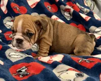 Rosie , a female English Bulldog for sale in Franklinville, NJ – 3 of 5