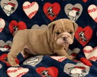 Bella, a female English Bulldog for sale in Franklinville, NJ – 2 of 2