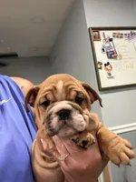 Rosie , a female English Bulldog for sale in Franklinville, NJ – 5 of 5