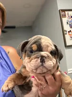 Blue, a male English Bulldog for sale in Franklinville, NJ – 4 of 5