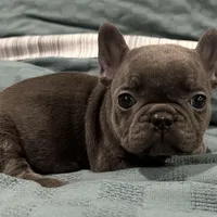 Stitch, a male French Bulldog for sale in Franklinville, NJ – 1 of 1