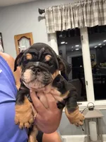 Ace, a male English Bulldog for sale in Franklinville, NJ – 3 of 4