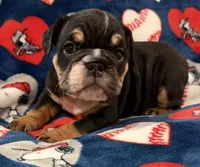 Ace, a male English Bulldog for sale in Franklinville, NJ – 1 of 4