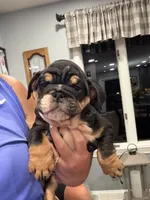 Ace, a male English Bulldog for sale in Franklinville, NJ – 4 of 4