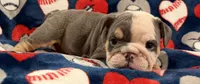 Blue, a male English Bulldog for sale in Franklinville, NJ – 2 of 5