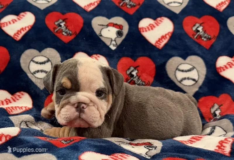 Blue – English Bulldog puppy for sale in Franklinville, NJ