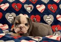 Blue, a male English Bulldog for sale in Franklinville, NJ – 1 of 5