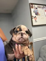 Blue, a male English Bulldog for sale in Franklinville, NJ – 5 of 5
